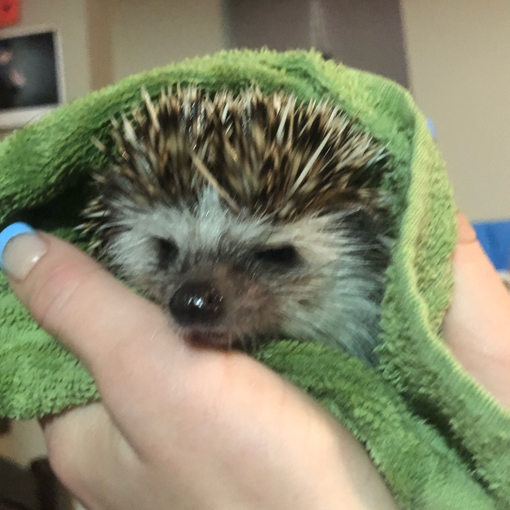 Meet your Posher, Emma